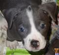 American Staffordshire Terrier