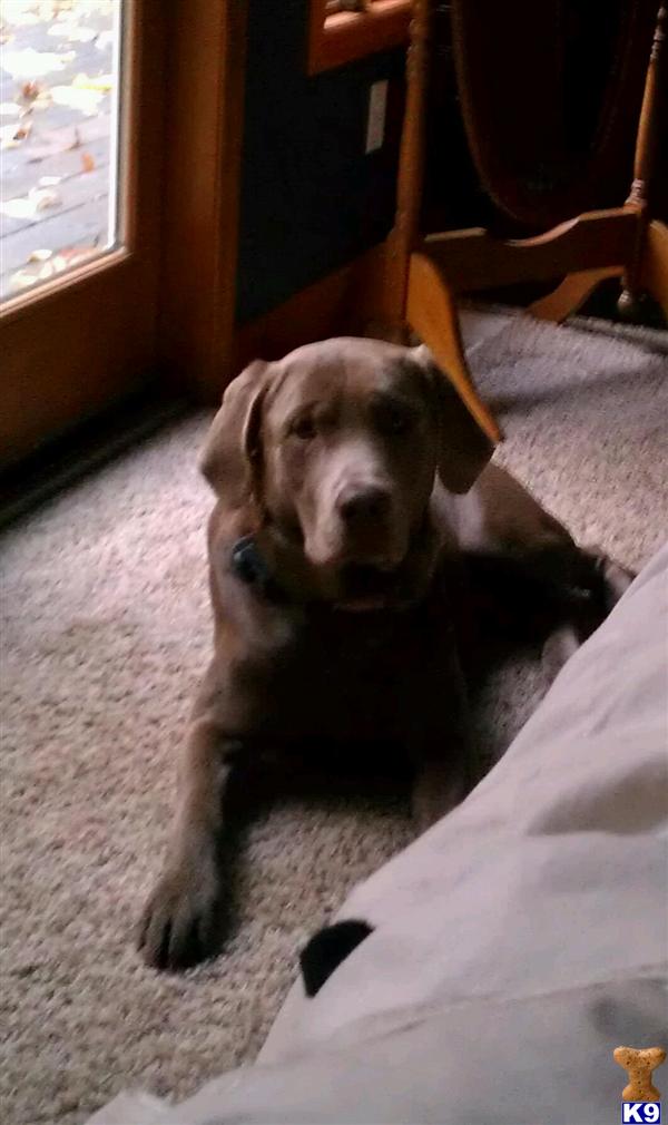 Stud Dogs in MI