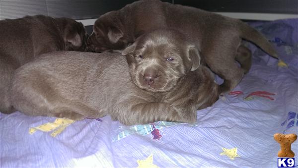 silver lab puppies for sale in michigan document moved silver lab puppies for sale in michigan document moved
