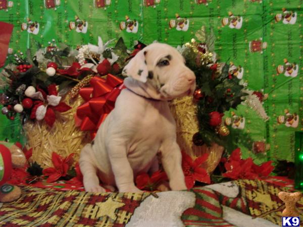 Puppies in Vine grove