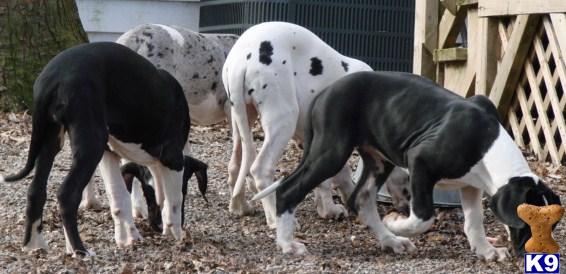 Puppies in Vine grove