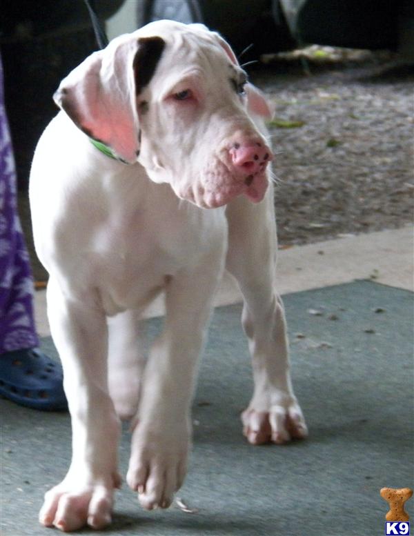 Puppies in Vine grove