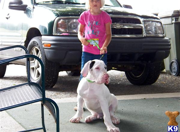 Puppies in Vine grove