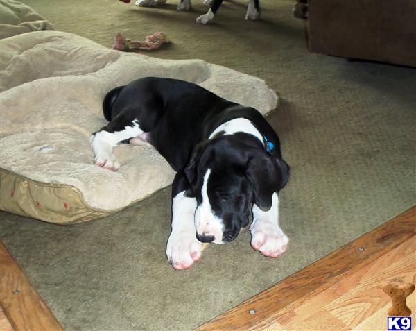 Puppies in Vine grove