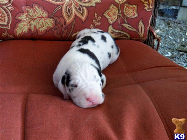 Puppies in Vine grove