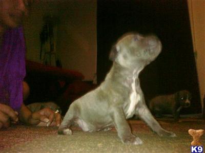 Puppies in Dayton