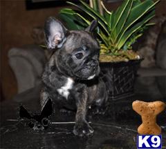 French Bulldog Puppies for Sale