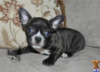 French Bulldog Puppies for Sale