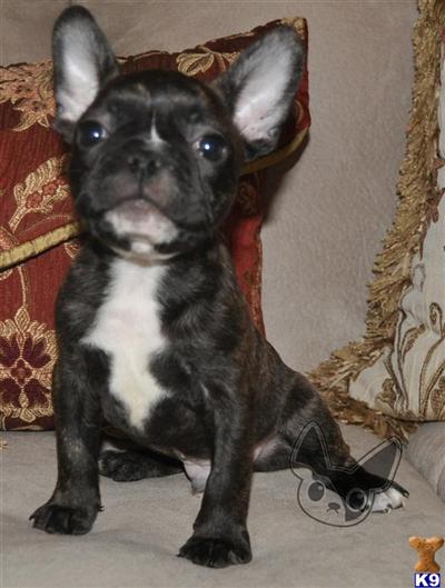 French Bulldog Puppies for Sale