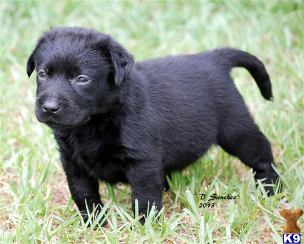 labrador retriever puppies florida document moved labrador retriever puppies florida document moved