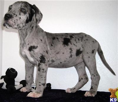 Puppies in WA