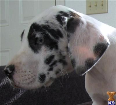Puppies in WA