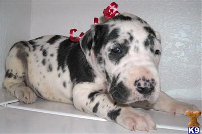 Great Dane Puppies for Sale
