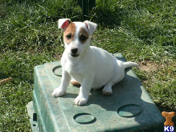 Puppies in OH