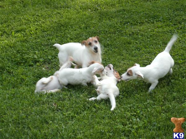 Puppies in OH