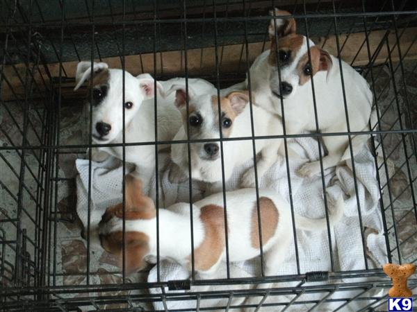 Puppies in OH