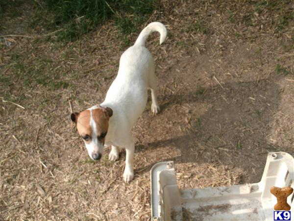 Puppies for Adoption