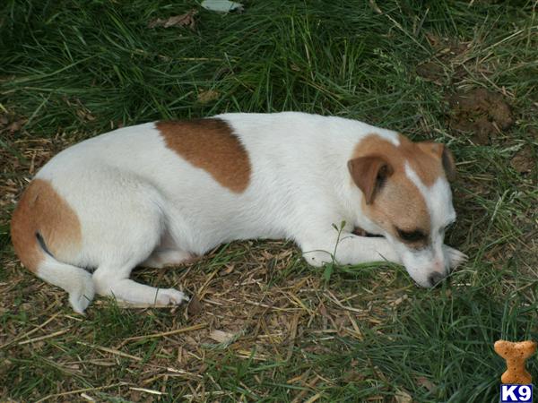 Puppies for Adoption