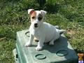 Jack Russell Terrier