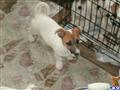 Jack Russell Terrier