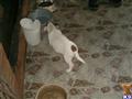 Jack Russell Terrier