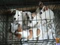 Jack Russell Terrier