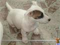 Jack Russell Terrier