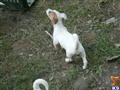 Jack Russell Terrier