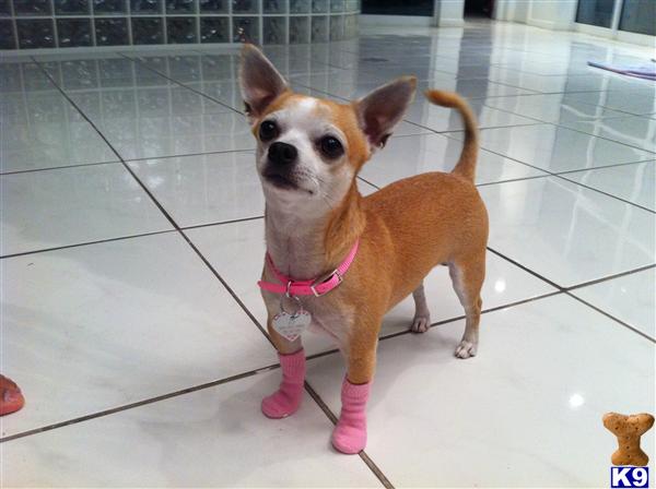 Stud Dogs - Chihuahua
