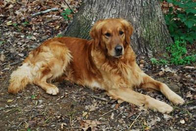 Stud Dogs in GA