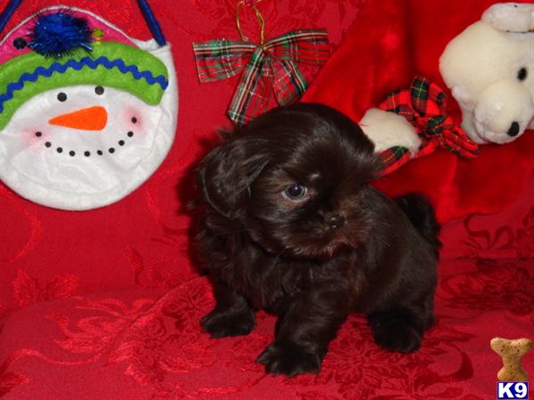 shih tzu puppies for sale in toledo ohio 302 found shih tzu puppies for sale in toledo ohio 302 found