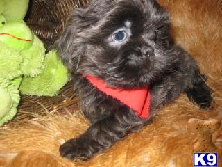 Shih Tzu Puppies