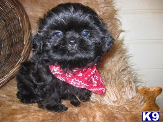 Shih Tzu Puppies