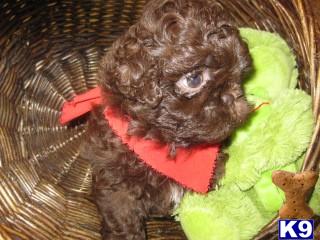 Shih Tzu Puppies