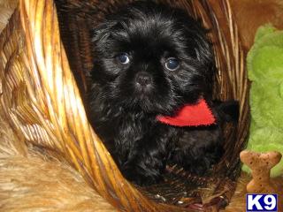 Shih Tzu Puppies