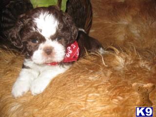 Shih Tzu Puppies