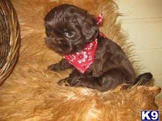 Shih Tzu Puppies