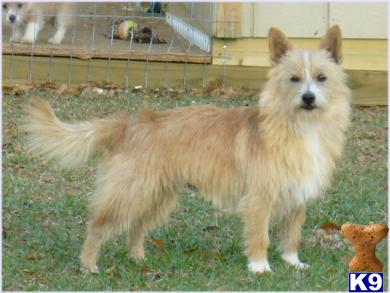 Dogs for Sale in FL
