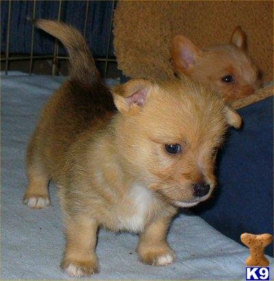 Portuguese Podengo Puppies