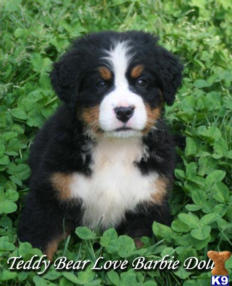 Bernese Mountain Dog Puppies