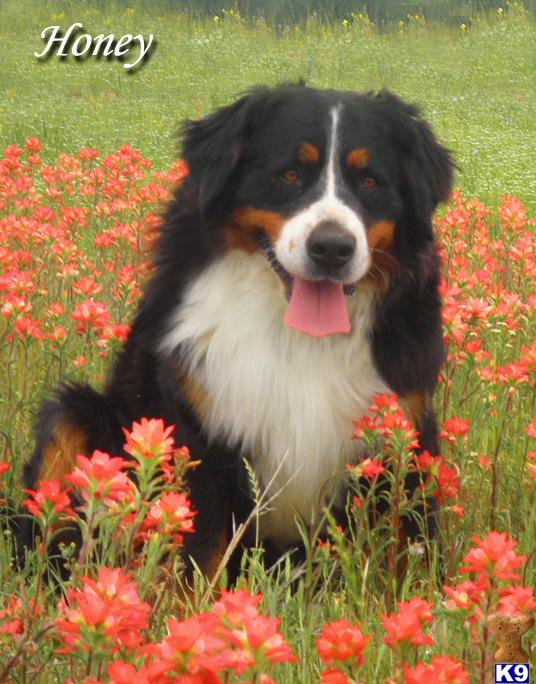 Bernese Mountain Dog Puppies