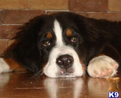 Bernese Mountain Dog Puppies