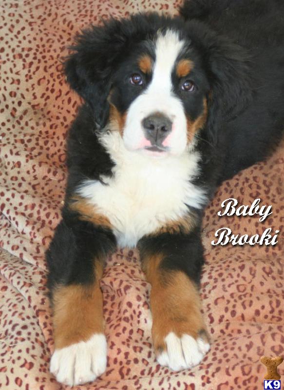 Bernese Mountain Dog Puppies