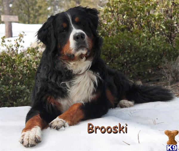 Bernese Mountain Dog Puppies