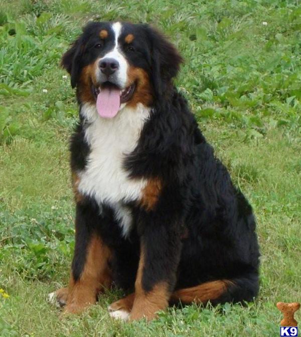 Bernese Mountain Dog Puppies
