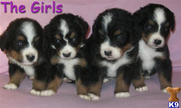 bernese mountain dog puppies. Bernese Mountain Dog Puppies