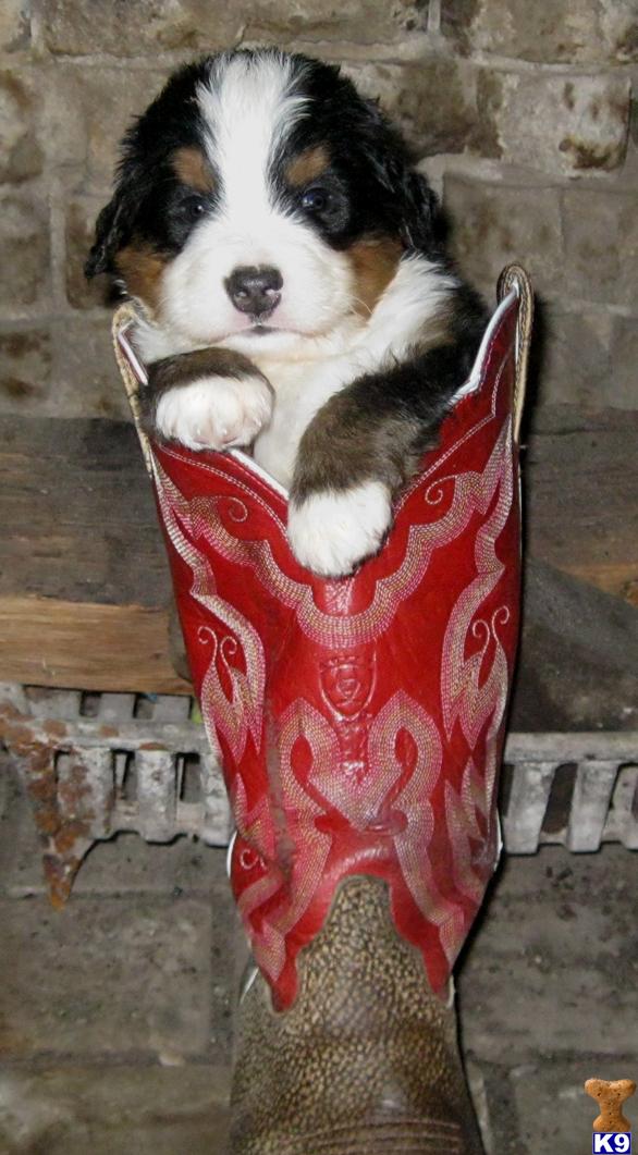 bernese mountain dog puppies. Bernese Mountain Dog Puppies