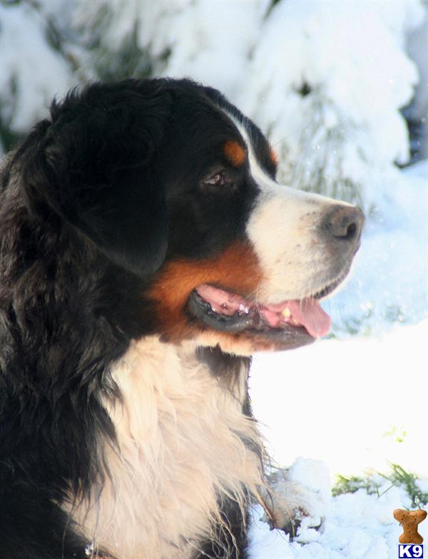 Bernese Mountain Dog Adoption Ca