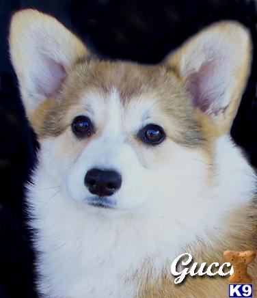 Pembroke Welsh Corgi Puppies