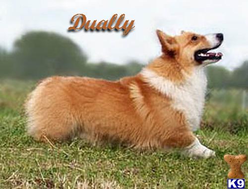 Pembroke Welsh Corgi Puppies
